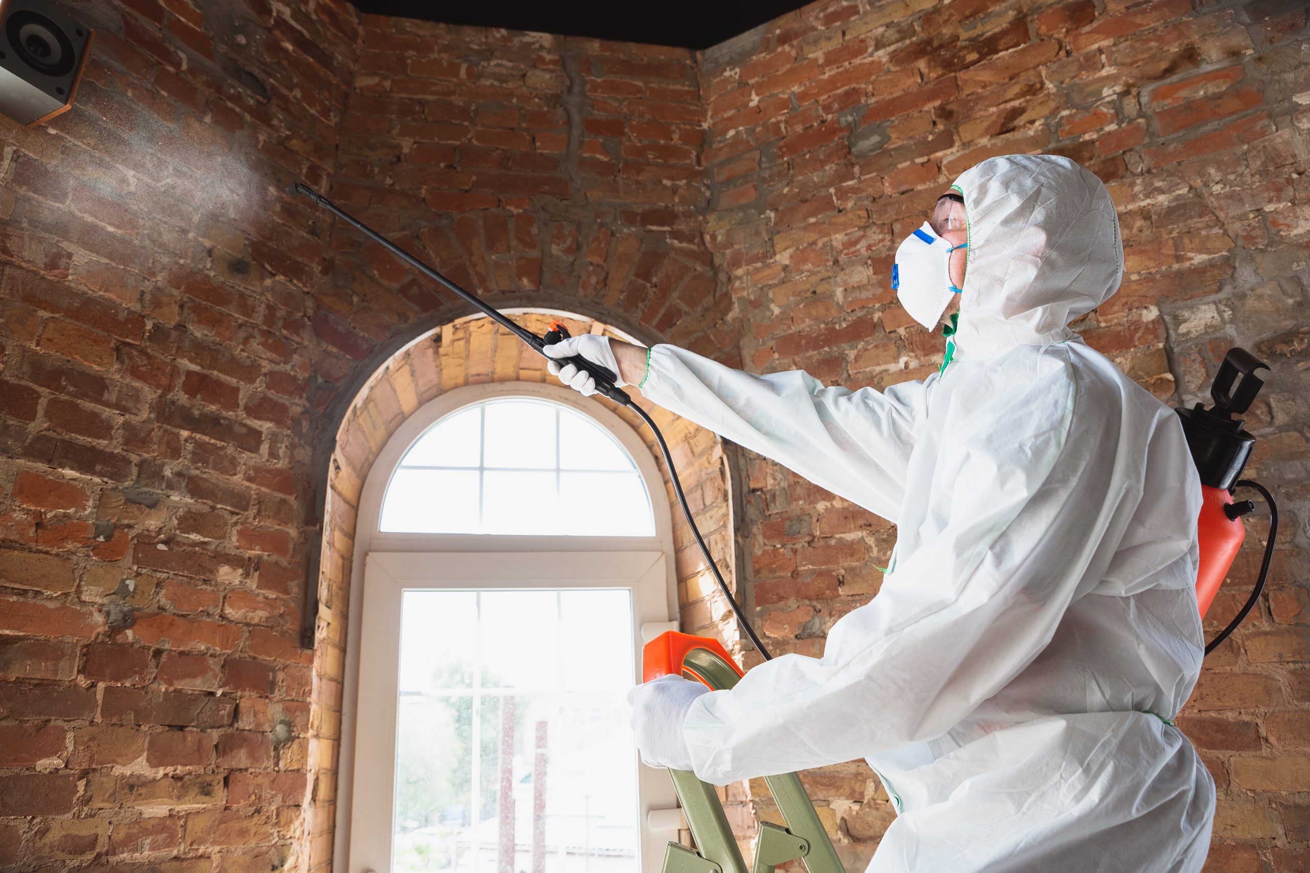 Mold Inspectors Atlanta: Professional Mold Removal